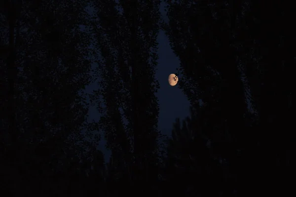 月亮透过树枝是看得见的 — 图库照片