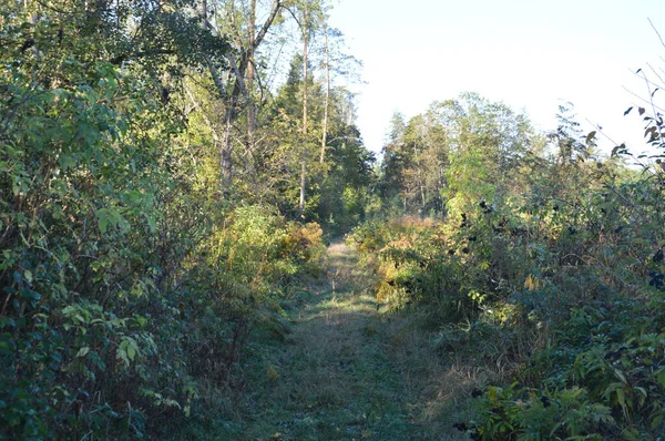 Estrada Floresta Outono — Fotografia de Stock