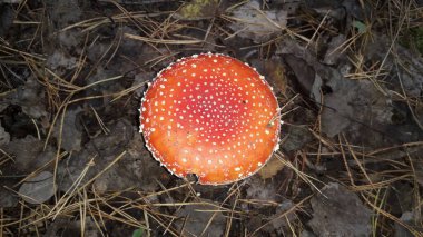 Amanita mantarları sonbaharda ormanda yetişir.