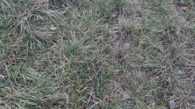 Akşamları ıslak çimenlerin dokusu ormandır.