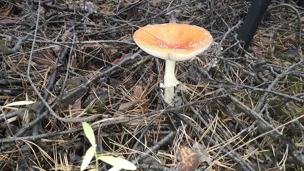 Amanita Pilze Wuchsen Herbst Wald — Stockfoto