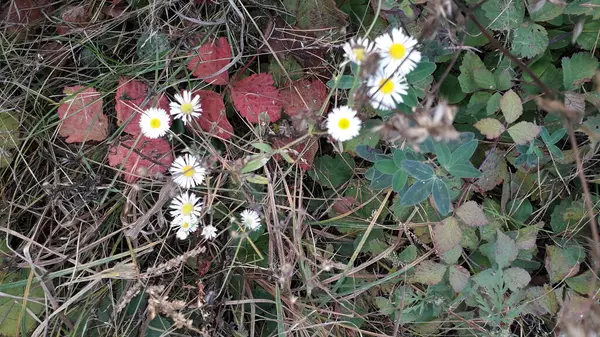 Őszi Virágok Erdőben Közelkép — Stock Fotó