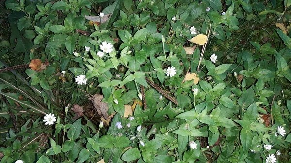 Autumn Flowers Forest Close — Stock Photo, Image