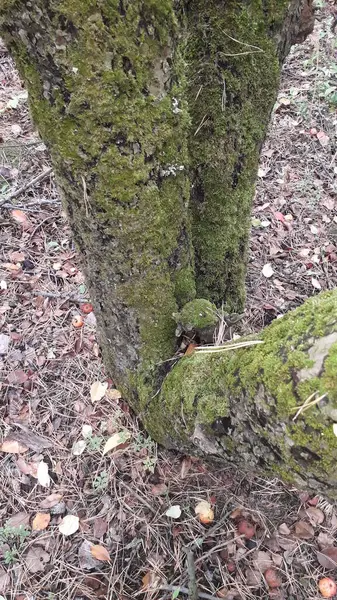Musgo Verde Uma Árvore Floresta — Fotografia de Stock