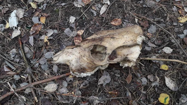 農場の動物の頭の死んだ頭蓋骨は地面にあります — ストック写真