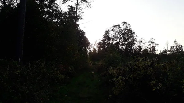 落日下的森林秋景 — 图库照片