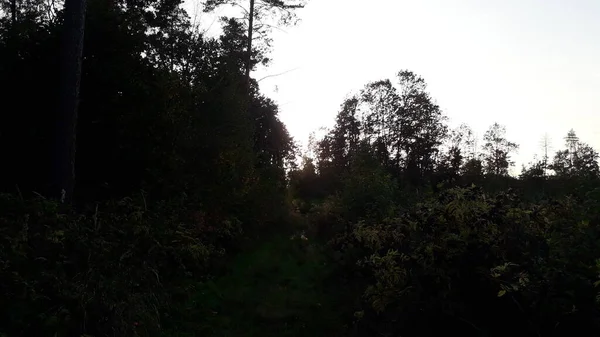 Forest Autumn Landscape Sunset — Stock Photo, Image