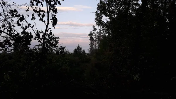 Bos Herfst Landschap Bij Zonsondergang — Stockfoto