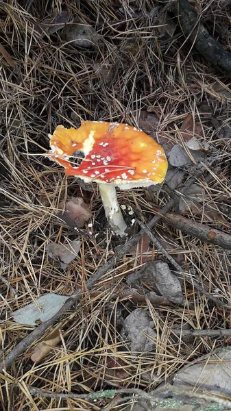 Champignons Amanita Cultivés Automne Dans Forêt — Photo