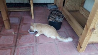 Kızıl kedi kavanozda yemek yer.