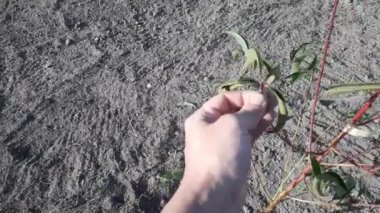 İnsan sonbaharda bir ağacın yapraklarını koparır.