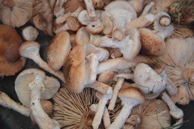 Yakın çekimde sonbahar mantarları toplandı.