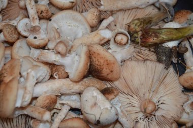 Yakın çekimde sonbahar mantarları toplandı.