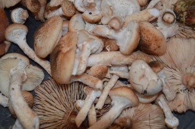 Yakın çekimde sonbahar mantarları toplandı.