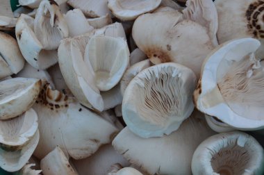 Şemsiye mantarları yağmurdan sonra ormanda yetişir.