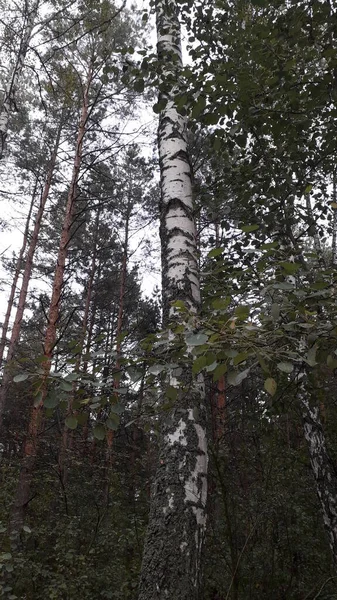 Red Book Reserved Black Birch Grows Forest — Stock Photo, Image