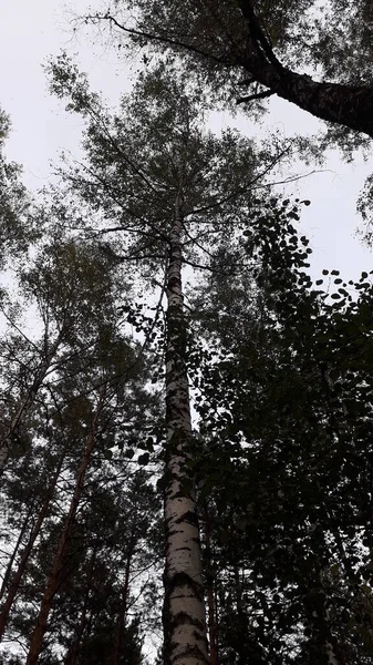 Livre Rouge Réservé Bouleau Noir Pousse Dans Forêt — Photo