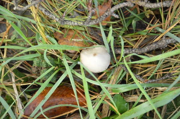 Ormanda Yetişen Sonbahar Mantarlarını Topluyoruz — Stok fotoğraf