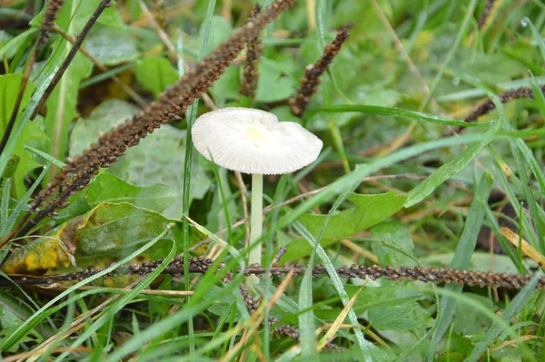 Herfst Champignons Geteeld Het Bos Verzamelen — Stockfoto