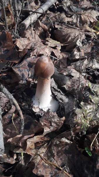 雨の後 森の中で傘のキノコが育つ — ストック写真