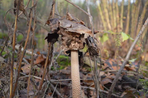 Umbrella Mushrooms Grow Forest Rain — Stock Photo, Image