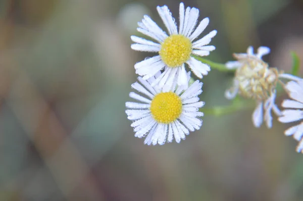 Herfst Kleurrijke Bloemen Als Achtergrond Close — Stockfoto