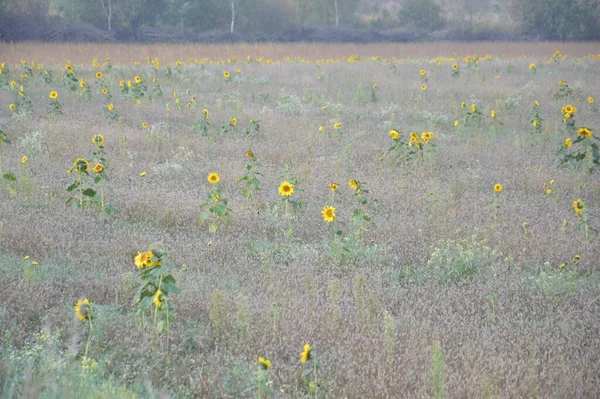 Tournesols Poussaient Séparément Sur Champ Fauché Comme Arrière Plan — Photo