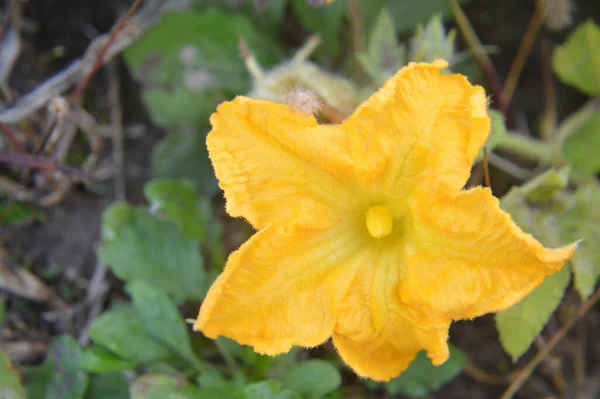 Hösten Färgglada Blommor Som Bakgrund Närbild — Stockfoto