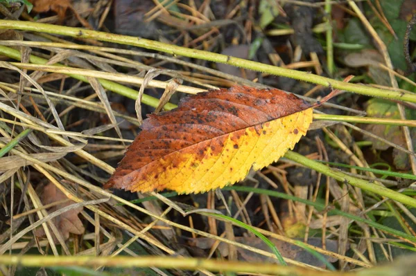 Herbst Bunte Blumen Als Hintergrund Der Nahaufnahme — Stockfoto