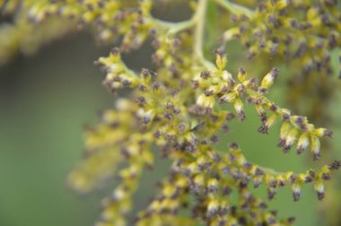 Arka plan olarak sonbahar renkli çiçekler yakın plan