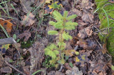 Genç bir ağaç ormanda büyüyor.