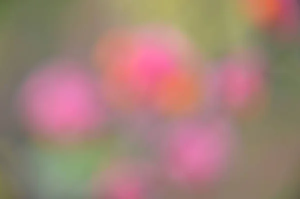 Осенние Красочные Цветы Качестве Фона Крупным Планом — стоковое фото