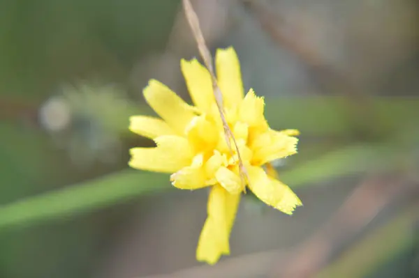 Outono Flores Coloridas Como Fundo Close — Fotografia de Stock