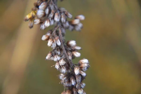 Herbst Bunte Blumen Als Hintergrund Der Nahaufnahme — Stockfoto