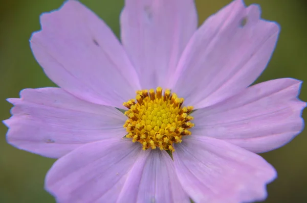 Φθινόπωρο Πολύχρωμα Λουλούδια Φόντο Κοντινό — Φωτογραφία Αρχείου