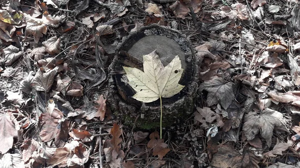 Ένα Φύλλο Σφενδάμου Βρίσκεται Ένα Κούτσουρο Στο Δάσος — Φωτογραφία Αρχείου