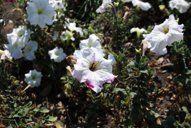 Petunya çiçekler çok güzel. Çiçek ayrıntılı arka plan görüntüsü