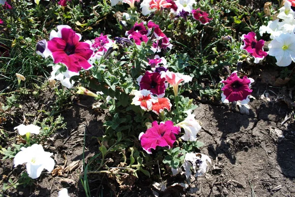 Schöne Petunienblüten Florales Detail Hintergrundbild — Stockfoto