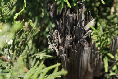 Dekore edilmiş bir ağaç, genellikle bir evergreen kozalaklı Ladin, çam ve köknar gibi veya benzer ortaya çıkma bir yapay ağaç Noel ağacı olduğunu