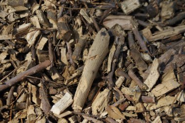 Talaş ve ince kıyılmış ağaç dalları eski kararmış