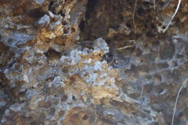 Eski ahşap kabukları böcek izleri olan doku.