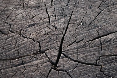 ağaç kütüğü, arka plan dokusu, dokusuna yakın çekim