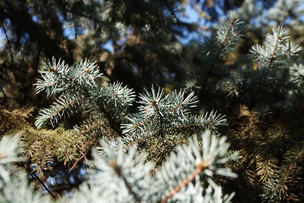 Albero Natale Albero Decorato Solito Una Conifera Sempreverde Come Abete — Foto Stock