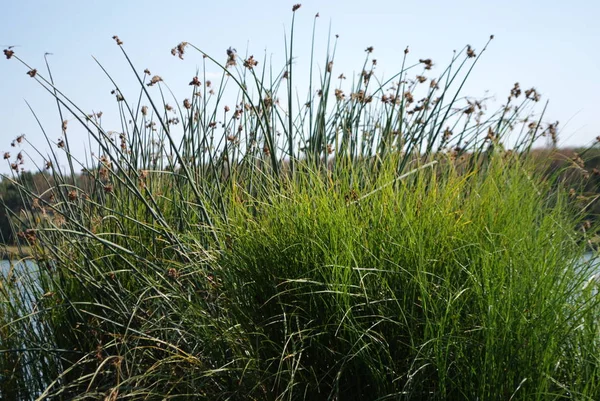 Reeds on the river bank. Marsh plant, the common reed. Reeds brush