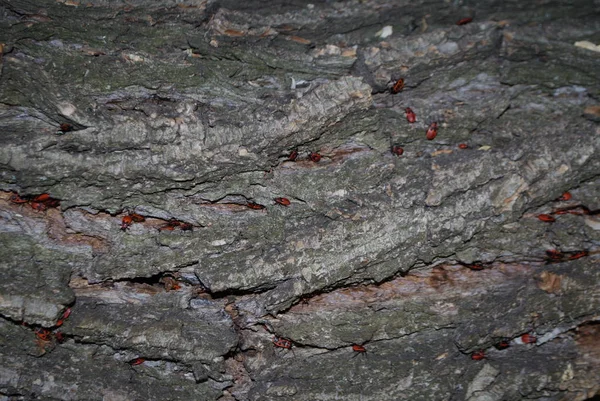 Rote Käfer Auf Dem Stamm Hintergrund Textur — Stockfoto