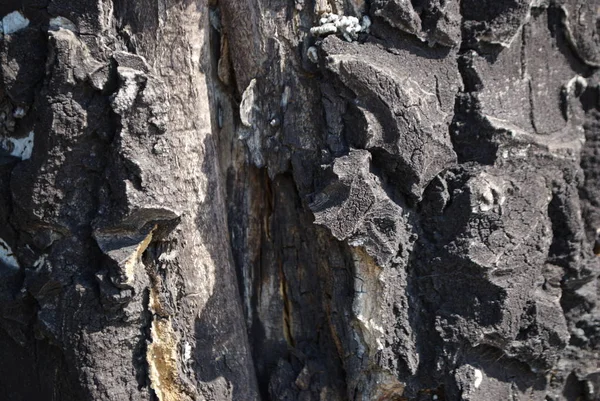 Textur Bark Trä Användning Som Naturlig Bakgrund — Stockfoto