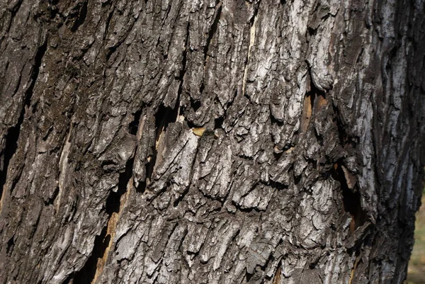 Textura Použití Kůrového Dřeva Jako Přirozeného Pozadí — Stock fotografie