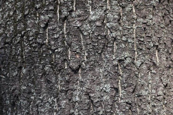 Textura Uso Madeira Casca Como Fundo Natural — Fotografia de Stock