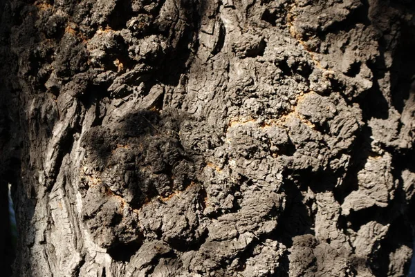 Textura Uso Madeira Casca Como Fundo Natural — Fotografia de Stock