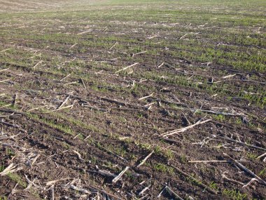 Yaz sonunda sabah tecavüz arka plan Hasattan sonra alan.